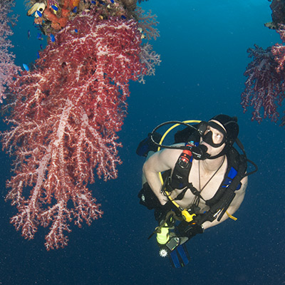 Healthy Soft Coral